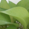Фото профиля evergreenagain