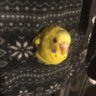 Фото профиля 数奇にして模型