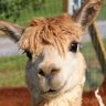 Alanna Llama 🇩🇪🇪🇺🇺🇦's profile picture