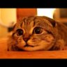 Фото профиля ざっぱsさん
