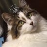 coconuts's profile picture