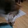 Фото профиля にゃんたま
