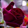 Dandonh profil fotoğrafı