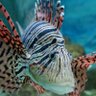 Фото профиля しまこ