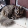 nana profil fotoğrafı