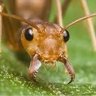 النمله المتوحشه 🐚🐜☄️'s profile picture