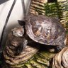 Redneckturtle 的头像