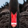 Sdelanobogom profil fotoğrafı