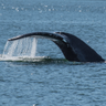 Фото профиля Princess of Whales