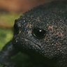 Kucufato El Sapo Triste's profile picture