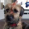Biscuit the Border terrorist's profile picture