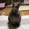 kyoko arai's profile picture