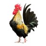 Quíquere's profile picture