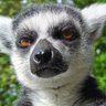 Фото профиля LemurSoda