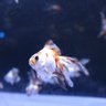 きんぎょ profil fotoğrafı