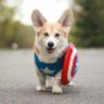 Фото профиля CapCorgi
