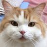 Profilbild von かい