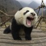 观海听涛🎓 profil fotoğrafı