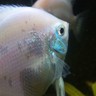 ろっきぃ profil fotoğrafı