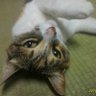 ﾁﾋﾞｸﾛﾐｯﾁｪﾙ's profile picture