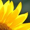 こんじ🌻 profil fotoğrafı