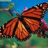 Profilbild von mariposa