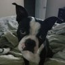 Clyde's profile picture
