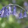 Bluebell profil fotoğrafı