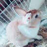しばちゃん 的头像