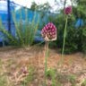 Фото профиля 陵へ上がったゴマメ