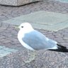 Profilbild von けいと