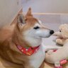 くるる's profile picture