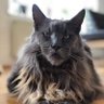GankutsuouCorp's profile picture