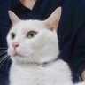ななつ's profile picture