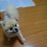 ばばやん 的头像