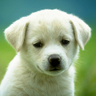 Profilbild von William_huan