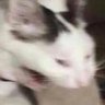 catombomb profil fotoğrafı