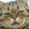 Big Cat Man profil fotoğrafı