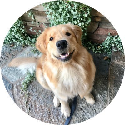 Napa the Golden's profile picture