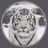 Profilbild von Tejas N Mistry