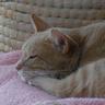Profilbild von うまねこ