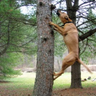 treeclimber profil fotoğrafı