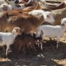 skaapTjop 的头像