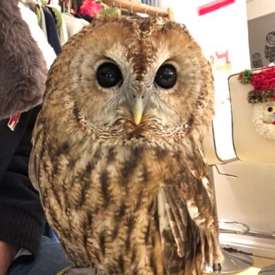 OWLCAFE-フクロウのみせ月島 【公式】's profile picture