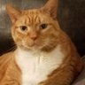 Profilbild von The Sidewinder