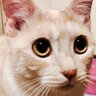 メイ 的头像