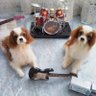 ブチとデグー's profile picture