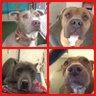 Фото профиля PITBULL DOGS URGENT NEED FOSTER HOMES DOG ADOPTION