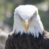 The American's profile picture