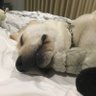 23 Dogs in a Trenchcoat / bIm profil fotoğrafı